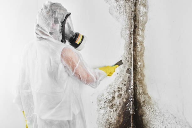 Best Commercial Mold Removal  in Waunakee, WI