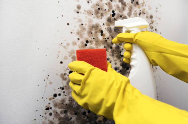 Mold Removal and Inspection in Waunakee, WI