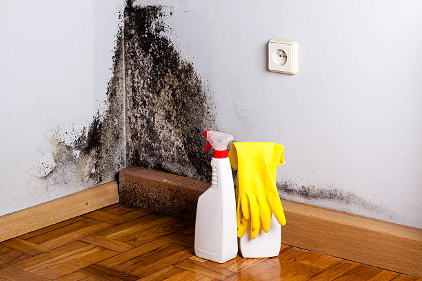 Best Office Mold Removal Services  in Waunakee, WI