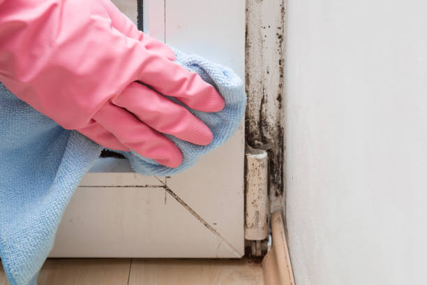 Best Black Mold Removal  in Waunakee, WI